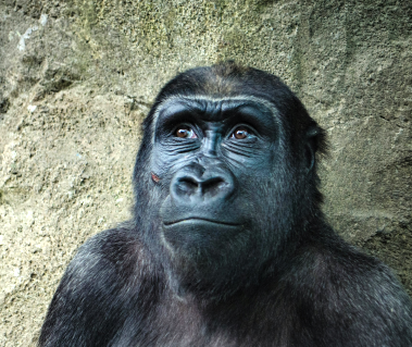 A thoughtful creature