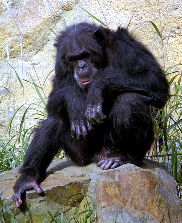 chimp on a rock